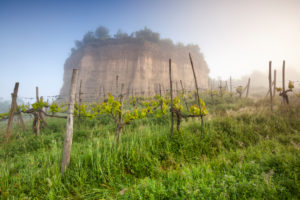 rows of vines among the Balze of the valdarno, Terranuova Bracciolini, Arezzo, Tuscany, Italy rows of vines among the Balze of the valdarno, Terranuova Bracciolini, Arezzo, Tuscany, Italy